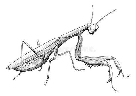 Paying Mantis Tattoo, Praying Mantis Tattoo Stencil, Pray Mantis Drawing, Praying Mantis Drawing Tattoos, Preying Mantis Sketch, Preying Mantis Drawing, Praymantis Drawing, Praying Mantis Tattoo Design, Praying Mantis Sketch