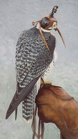 Saker Falcon, Robert Bateman, Falcon Art, Raptors Bird, Pigeon Breeds, Peregrine Falcon, Peregrine, Weird Animals, Birds Of Prey