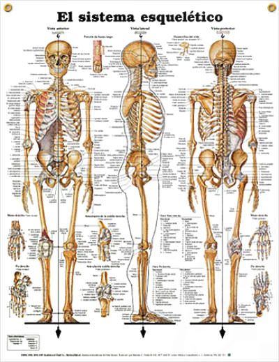 Skeletal: El sistema esqueletico SPANISH (español) anatomy poster shows anterior, lateral and posterior views of the skeletal system. Skeletal system chart for doctors and nurses. Anatomi Dan Fisiologi, Human Body Bones, Skeletal System Anatomy, Skeleton System, Skeletal And Muscular System, Human Skeletal System, Human Skeleton Anatomy, The Skeletal System, Body Bones