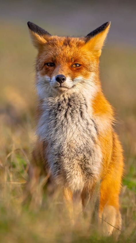 Baby Animal Wallpaper, Amber Animal, God Ideas, The Secret Of Life, Orange Animals, Secret Of Life, Smiling Animals, Animal Photography Wildlife, Blue Wolf