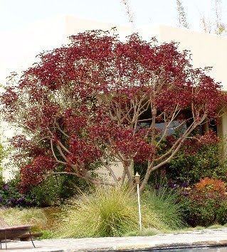 Euphorbia cotinifolia. Euphorbia cotinifolia. Caribbean Copper Tree Euphorbia Sticks On Fire, Ascot Rainbow Euphorbia, Euphorbia Cotinifolia, Euphorbia Fens Ruby, Euphorbia Balsamifera, Copper Plant, Cheviot Hills, Copper Tree, Yard Plants