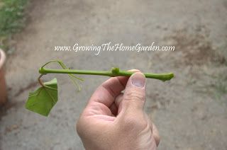 Growing The Home Garden: Propagating Grape Vines with Greenwood Cuttings Muscadine Vine, Plants Propagation, Willow Water, Grape Plant, Japanese Beetles, Rooting Hormone, Garden Vines, Plant Propagation, Edible Landscaping