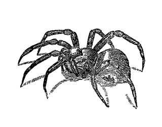 Antique Images: Free Vintage Halloween Clip Art: Vintage Illustration of a Tarantula Spider Vintage Spider Costume, Cartoon Tarantula, Tarantula Drawing Realistic, Vintage Spider Illustration, Spider Scientific Illustration, Vintage Halloween Prints, Spider Family, Tarantula Spider, Spider Illustration