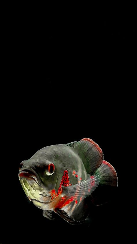 Fish References, Oscar Fish, Dragon Fish, Iphone Wallpaper Hd Nature, Beautiful Sea Creatures, Fish Wallpaper, Pet Fish, Exotic Fish, Fishing Life