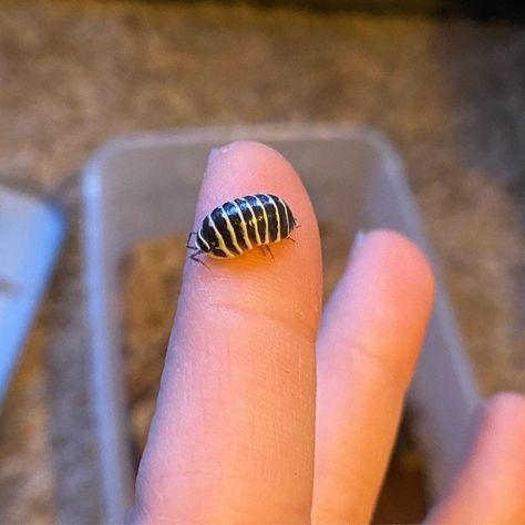 Clown Isopod, Zebra Isopod, Isopod Tattoo, Isopod Art, Bathynomus Giganteus, Pill Bugs, Millipedes, Woodlice, Pill Bug