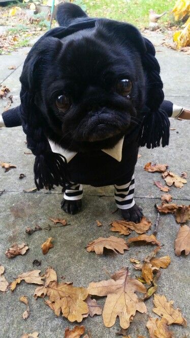 Our Halloween Pug. ☺ Pug Halloween Costumes, Halloween Pug, Fall Aesthetics, Black Costume, Black Pug, Bear Wallpaper, Best Seasons, Costumes For Women, Writing Prompts