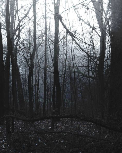 75 by antithesisw Photo Editing Dark, Gloomy Landscape, Canon Rp, Apple Pencil 2, Aesthetic Forest, Scenery Landscape, Pagan Witch, Procreate Ipad, Old Trees