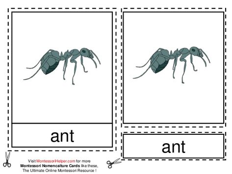 Parts Of An Ant, Insect Anatomy, Linkedin Profile, Zoology, Preschool Ideas, Age 3, Ants, The Classroom, Montessori