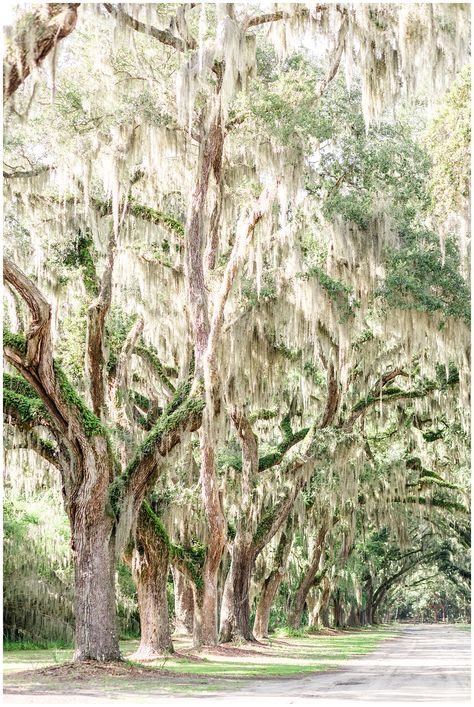 Myrtle Beach Things To Do, Myrtle Beach Photography, Georgia Photography, Charleston Vacation, South Carolina Vacation, Charleston Travel, Columbia South Carolina, Meditation Garden, South Carolina Beaches