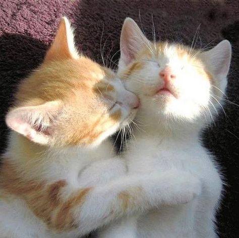 cat kiss by Celine.Q, via Flickr White Cat, Kittens, Orange, White