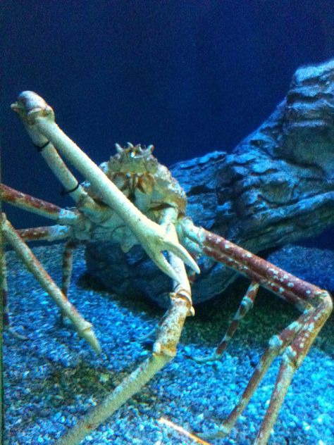 Spider Crabs - Those legs would be delicious. Spider Crab, Crab And Lobster, Giant Spider, Blue Beauty, Monster Mash, Crustaceans, Sea Creature, Marine Animals, Big Fish