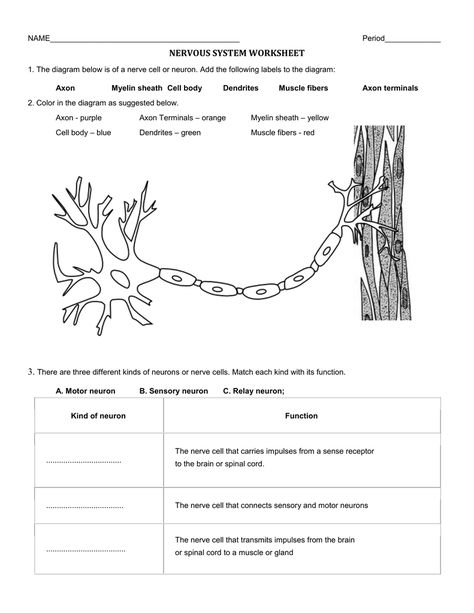 Find the training resources you need for all your activities. Studyres contains millions of educational documents, questions and answers, notes about the course, tutoring questions, cards and course recommendations that will help you learn and learn. Nervous System Worksheet, Neuron Model, Nervous System Anatomy, Nervous System Activities, Motor Neuron, School Images, A Worksheet, Nerve Cell, Coloring Activity