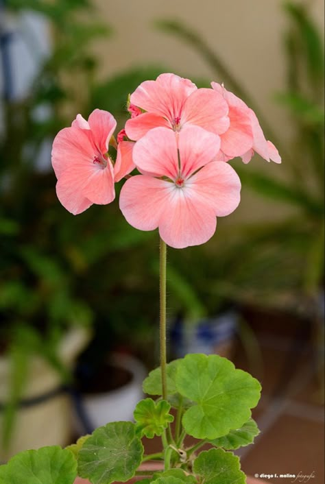 Geranium Tattoo, Geranium Plant, Pink Geranium, Herb Garden In Kitchen, Geranium Flower, Watercolor Flower Art, Beautiful Flowers Pictures, Flower Art Painting, Flower Pictures