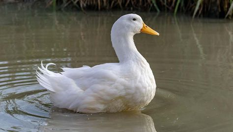 Pekin Ducks, Aflac Duck, Pekin Duck, Duck Breeds, Yellow Skin, Peking Duck, Duck Eggs, Backyard Flocks, Mini Farm