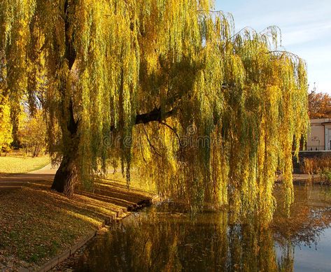 Willow Tree Artwork, Weeping Willow Tree Aesthetic, Dryad Tattoo, Willow Tree Aesthetic, Willow Trees Garden, Julia Alvarez, Landscape Pencil Drawings, Willow Trees, Weeping Willow Tree