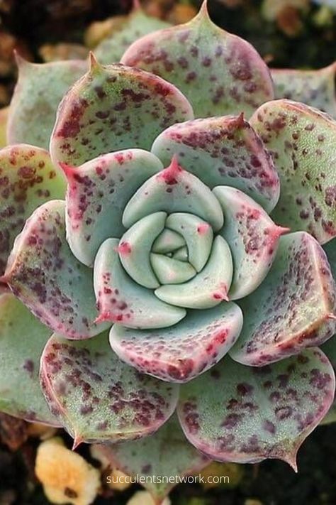 Here you can find 11 most popular Echeverias, read the summaries of each type and buy them via the links on the page. #buy #succulents #echeveria #types #popular Suculent Plants, Types Of Succulents Plants, So Random, Types Of Succulents, Succulent Gardening, Cedar Creek, Indoor Gardens, Unusual Plants, Succulent Terrarium