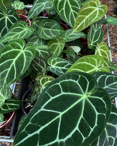 Anthuriums for sale Australia wide | Rare indoor plants and aroids

- anthurium crystallinum 
- anthurium hoffmannii
- anthurium magnificum
- anthurium grande
- anthurium forgetii Crystallinum Anthurium, Anthurium Dressleri, Anthurium Forgetii, Anthurium Magnificum, Plants And Crystals, Anthurium Crystallinum, Plants Crystals, Wholesale Plants, Succulents For Sale