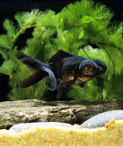 Black Goldfish Plant, Goldfish Types Chart, Goldfish Tank Mates, Goldfish Species, Goldfish Care, Goldfish Breeding, Fancy Goldfish Aquarium, 20 Gallon Aquarium, Black Goldfish