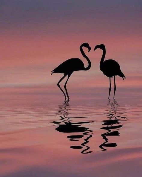 Flamingo Pictures, Wild Animals Photography, Mountains Aesthetic, Flamingo Wallpaper, Amazing Animal Pictures, Flamingo Art, Cute Animal Photos, Photography Wallpaper, Alam Yang Indah