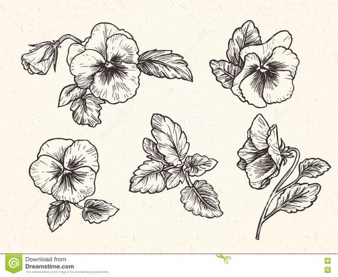 Hur Man Ritar Blommor, Pansy Tattoo, Violet Flower Tattoos, Violet Tattoo, 16 Tattoo, Pansy Flowers, Best Photoshop Actions, Flowers Vector, Botanical Tattoo