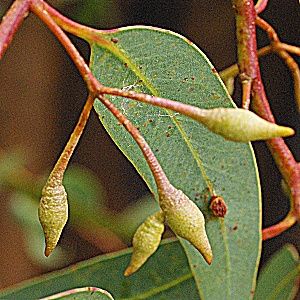 Gum Leaves Photography, Gum Flowers, Botanical Studies, Leaves Photography, Gum Trees, Gum Leaves, Australian Wildflowers, Gum Tree, Wildflower Paintings