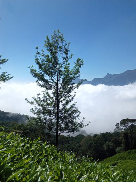 Munnar hill station Munnar Hill Station, Hill Station Photography, Station Photography, Photography 4k, Hill View, Beast Wallpaper, Munnar, Hill Station, Natural Landmarks