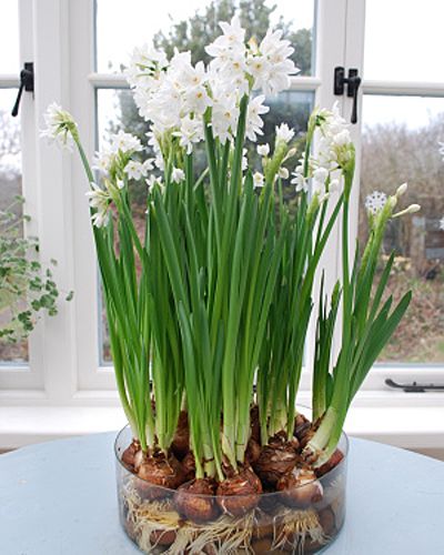 How To Make Flower Bulb Arrangements :: reminds me of Grandma <3. "forcing" paper whites. with DIYs for other types of bulbs. signs of spring, and the coming of chinese new year. if you use this method, the bulbs are a one time use only. Bulb Arrangements, Paper Whites, Tanaman Air, Kolam Air, Taman Air, Flower Bulb, Growing Bulbs, Inside Plants, Garden Bulbs