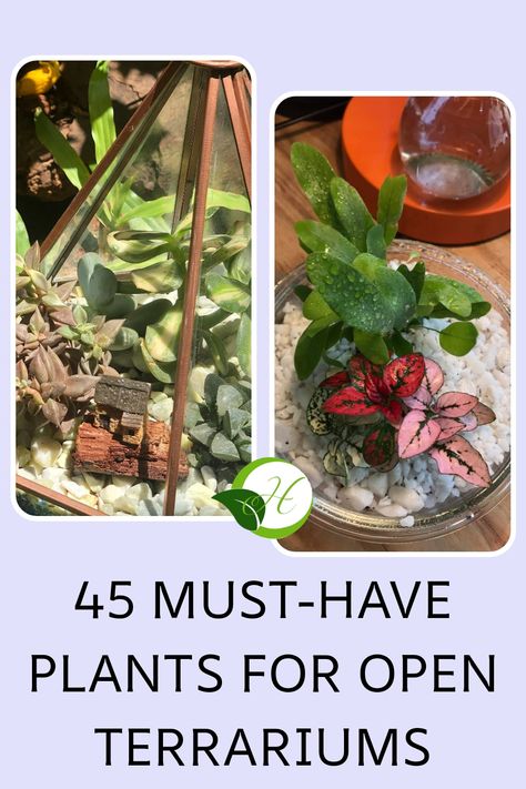 Succulent arrangement and polka-dot plant in open terrariums. Small Terrarium Plants, Flaming Katy, Unique Terrarium, Creeping Fig, Open Terrariums, Small Terrarium, Wax Plant, Chinese Money Plant, Green With Envy