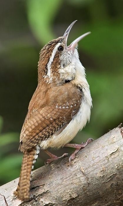 Carolina Wren, Different Birds, Toronto Ontario Canada, Bird Watcher, Backyard Birds, All Birds, Bird Pictures, Pretty Birds, Bird Photo