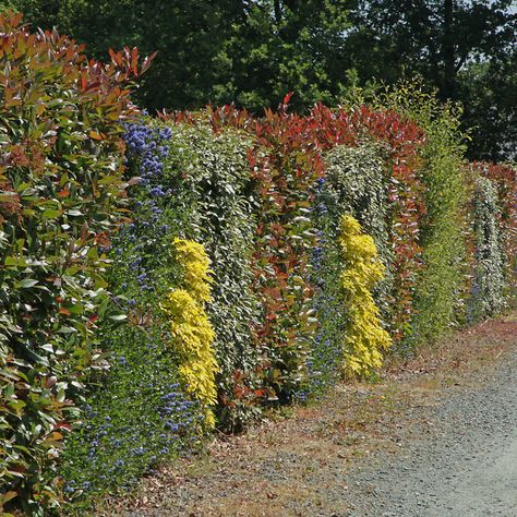 Evergreen Hedge, Garden Hedges, Garden Shrubs, Fast Growing Plants, Design Studios, Evergreen Shrubs, Plant Species, Plant Wall, Types Of Plants