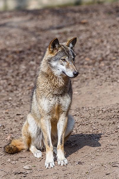 Wolves Photography, Wolf Reference, Wolf Sitting, Wolf Poses, Wolf Clothing, Wolf Life, Wolf Photos, Timber Wolf, Wolf Love