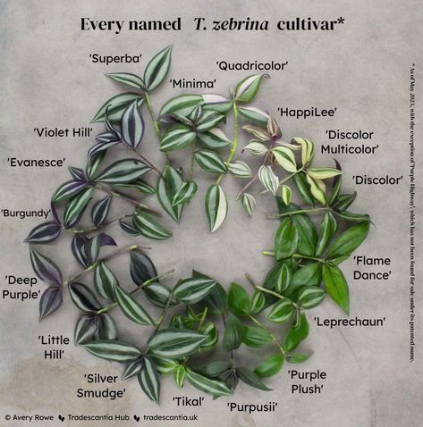 Different types of Tradescantia zebrina • Tradescantia Hub Zebrina Tradescantia, Tradescantia Zebrina, Wandering Jew Plant, Inside Plants, Garden Art Sculptures Diy, House Plants Decor, House Plants Indoor, Pretty Plants, Plant Mom