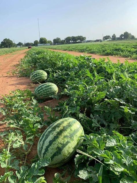 Watermelon Vodka Drinks, Watermelon Farming, Fruit Farming, Watermelon Juice Recipe, Watermelon Sangria, Watermelon Dessert, Watermelon Water, Watermelon Cocktail, Fruits Plants