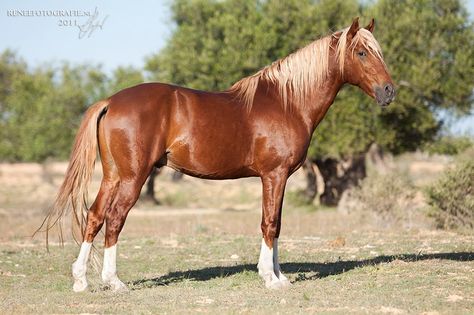 Shiny flaxen chestnut Purebred Barb horse Flaxen Chestnut Horse, Barb Horse, Horse Colours, Liver Chestnut, Kathiyawadi Horse, All Horse Breeds, Horse Coat Colors, Warmblood Horses, Marwari Horses