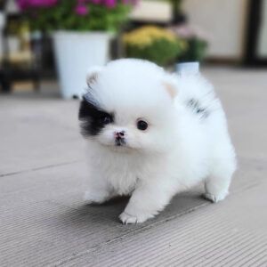 White Pomeranian Puppies, Pomeranian For Sale, Micro Teacup Puppies, Pomeranian Puppies For Sale, Pomeranian Puppy Teacup, Cute Teacup Puppies, Pomeranian Puppy For Sale, Teacup Puppies For Sale