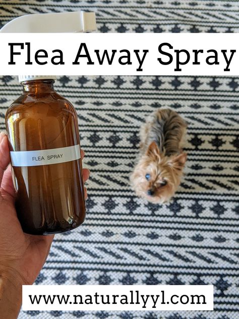 Flea Spray For House Essential Oil, All Natural Flea Spray For Home, Doterra Flea And Tick Spray For Dogs, Essential Oils Fleas Home, Essential Oils To Get Rid Of Fleas, All Natural Flea And Tick Spray For Dogs, Home Made Flea Spray For Dogs, Diy Flea Spray For House Furniture, Dog Flea And Tick Spray Essential Oils