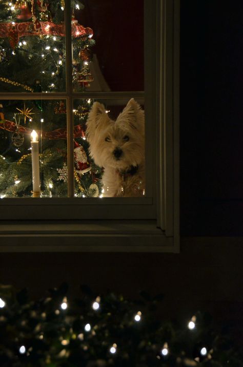 강아지 그림, Highlands Terrier, Westie Dogs, Looking Out The Window, West Highland White, White Terrier, White Dog, West Highland Terrier, West Highland White Terrier