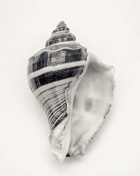 Black And White Beach House, Shells Artwork, Shells Wall Art, Sea Shell Wall Art, Seashells Photography, Shell Artwork, Coastal Cottage Decorating, Jewel Of The Seas, She Sells Seashells