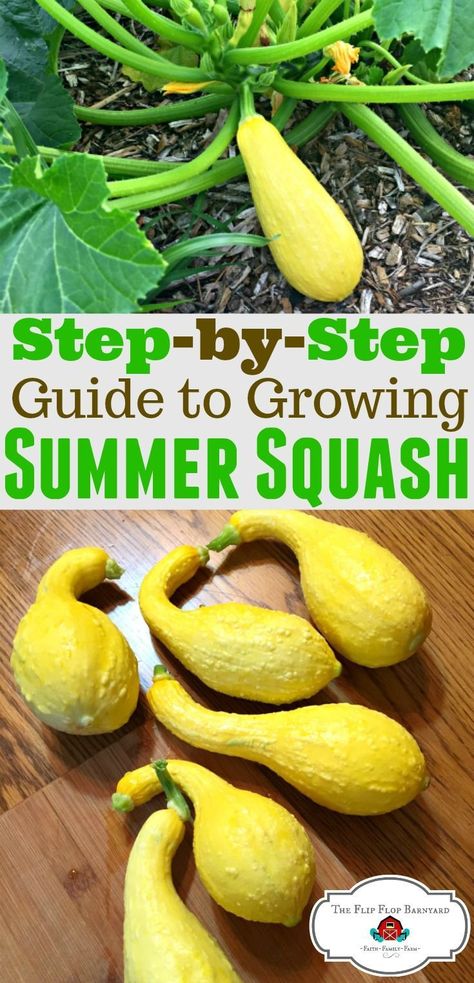 Vegetable List, Homesteading Life, Back To Eden Gardening, Growing Squash, Squash Plant, Growing A Garden, Modern Homestead, List Of Vegetables, Easy Vegetables To Grow