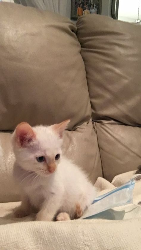 Flamepoint Siamese, Flame Point, Siamese Kitten, Balinese Cat, Cat Enclosures, Siamese Kittens, Asian Short Hair, Cat Enclosure, All Things Cute