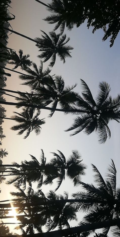 Sunrise in a coconut farm Coconut Farm, Vision Board, Coconut, Sun, Quick Saves