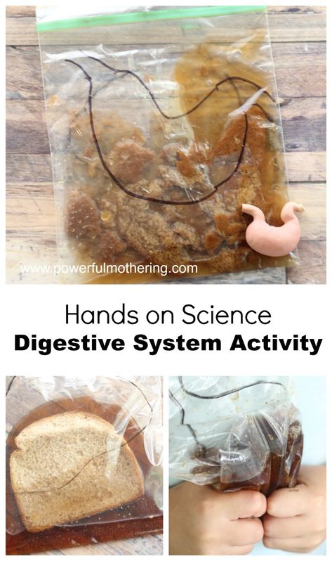 Digestive System Activity, Digestion Activities, Digestive System Project, Digestive System Activities, Digestive System For Kids, Human Body Unit Study, Human Body Projects, Human Body Science, Human Body Activities