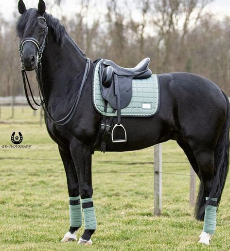 Black Horse Color Tack, Tack Colors For Horses, Black Horse Tack Colors, English Horse Tack Sets, Horse Tack Sets English, Lemuix Sets, Matching Horse Tack, Black Horse Tack, Horse Tack Sets