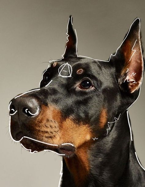 Doberman Therian Mask, Therian Dog Mask, Dog Therian, Therian Wallpaper, Therian Pfp, Dog Doberman, Dog Background, Silly Art, Therian Stuff