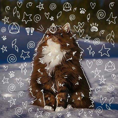 Cat Rules, Therian Pfp, Cat Therian, Therian Stuff, Cute Cat Memes, Farm Dogs, Maybe In Another Life, Pets Drawing, Norwegian Forest