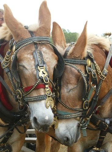 Draft Mule, Mules Animal, Belgian Draft, Miniature Donkey, Muar, Southern Heritage, Work Horses, Hunter Jumper, Draft Horses