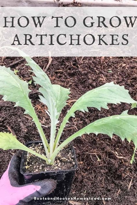 One of my favorite garden vegetables are artichokes. But can they grow in all areas? In this post, I’m going to share tips on how to grow artichokes. And where they grow best! Artichokes are delicious gourmet vegetables that are easy to grow. These plants are a perfect inclusion for your garden, especially if you are looking for leaves that will add a unique, attractive view to your garden and are easy to grow and manage. How To Grow Artichokes Plants, Growing Artichokes Plants, Artichoke Plant Gardening, Artichoke Companion Planting, Planting Artichokes, Grow Artichoke, Artichoke Growing, Gourmet Vegetables, How To Grow Artichokes