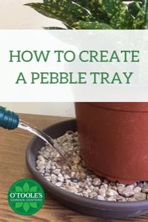 Did you know that a pebble tray is an easy solution for your humidity-loving houseplants? Click to learn about how to create a pebble tray for your houseplants on the blog. #Houseplant #Houseplants #OToolesGardenCenters #PebbleTray Mini Orchard, Garden Landscaping Ideas, Plant Diy, Homestead Ideas, Plant Saucer, Plant Tray, Homestead Gardens, Backyard Gardening, Plant Hacks