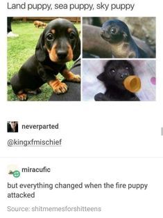 Great Memes, Funny Food, Funny Animal Memes, Animal Jokes, Cute Little Animals, Memes Funny, Animal Memes, Tumblr Funny, Cute Funny Animals