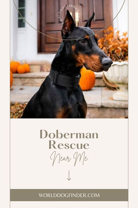 Doberman Rescue, Doberman Dog, Doberman Dogs, Family Pets, Different Dogs, Queensland Australia, Family Pet, Doberman, Dog Adoption